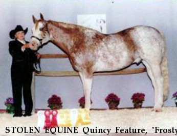 STOLEN EQUINE Quincy Feature, "Frosty" Recovered Near Hemet, CA, 92544